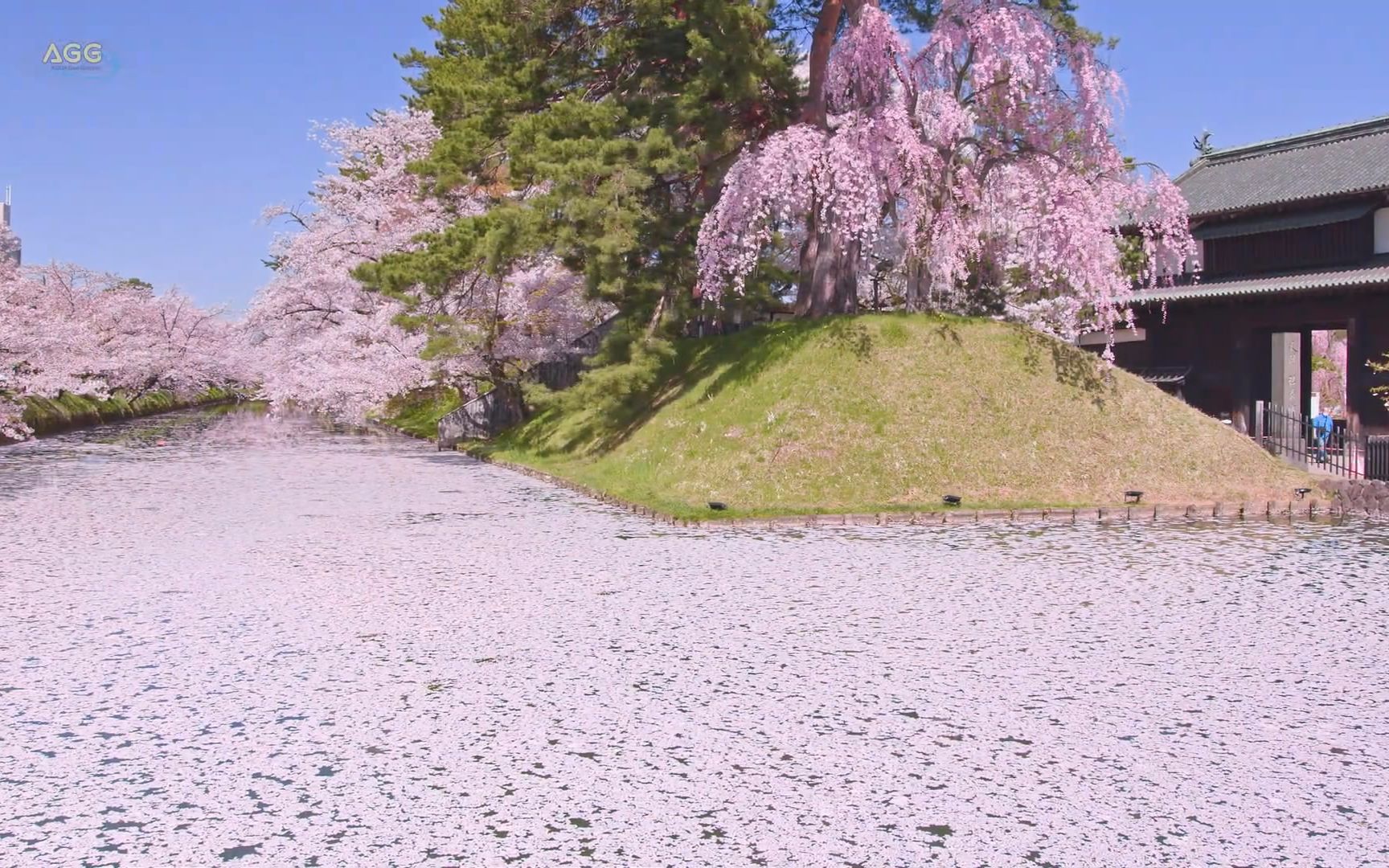 [图]你敢信这是实景？日本樱花季确实是不可替代之美~