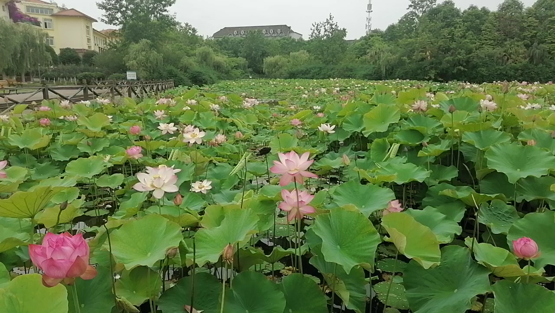 [图]风吹荷花的样子真的好好看