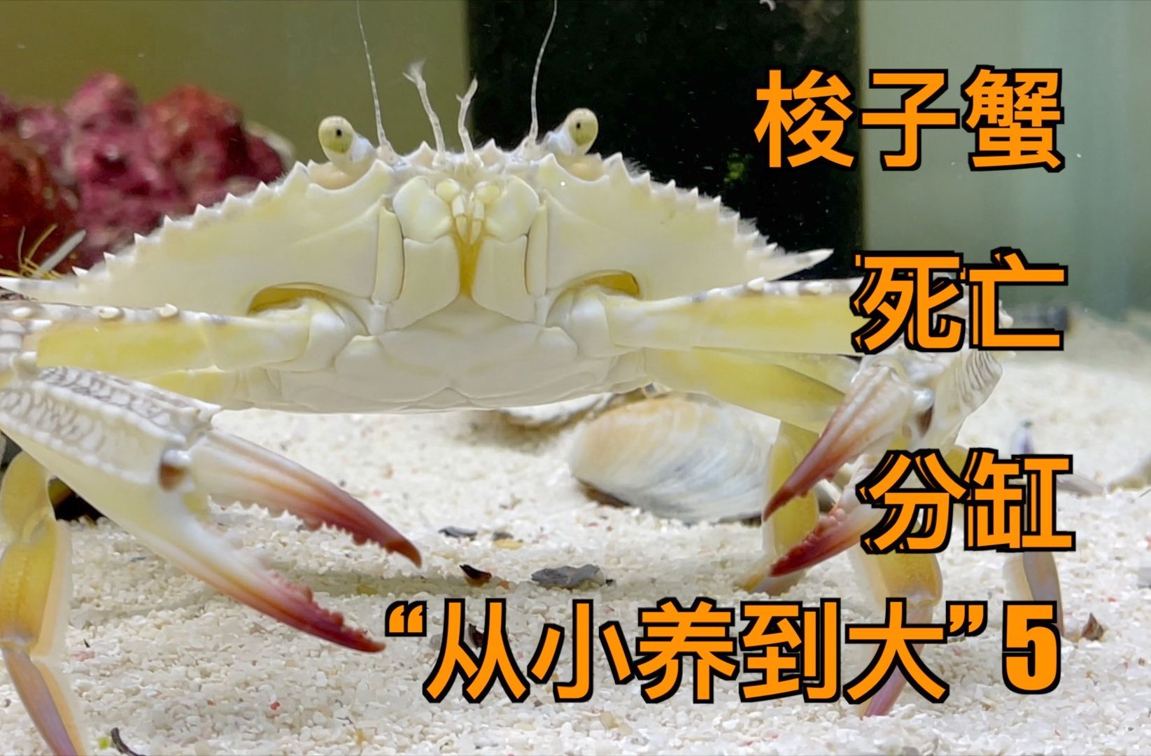 饲养小梭子蟹5个月,迎来"mvp结算画面"!