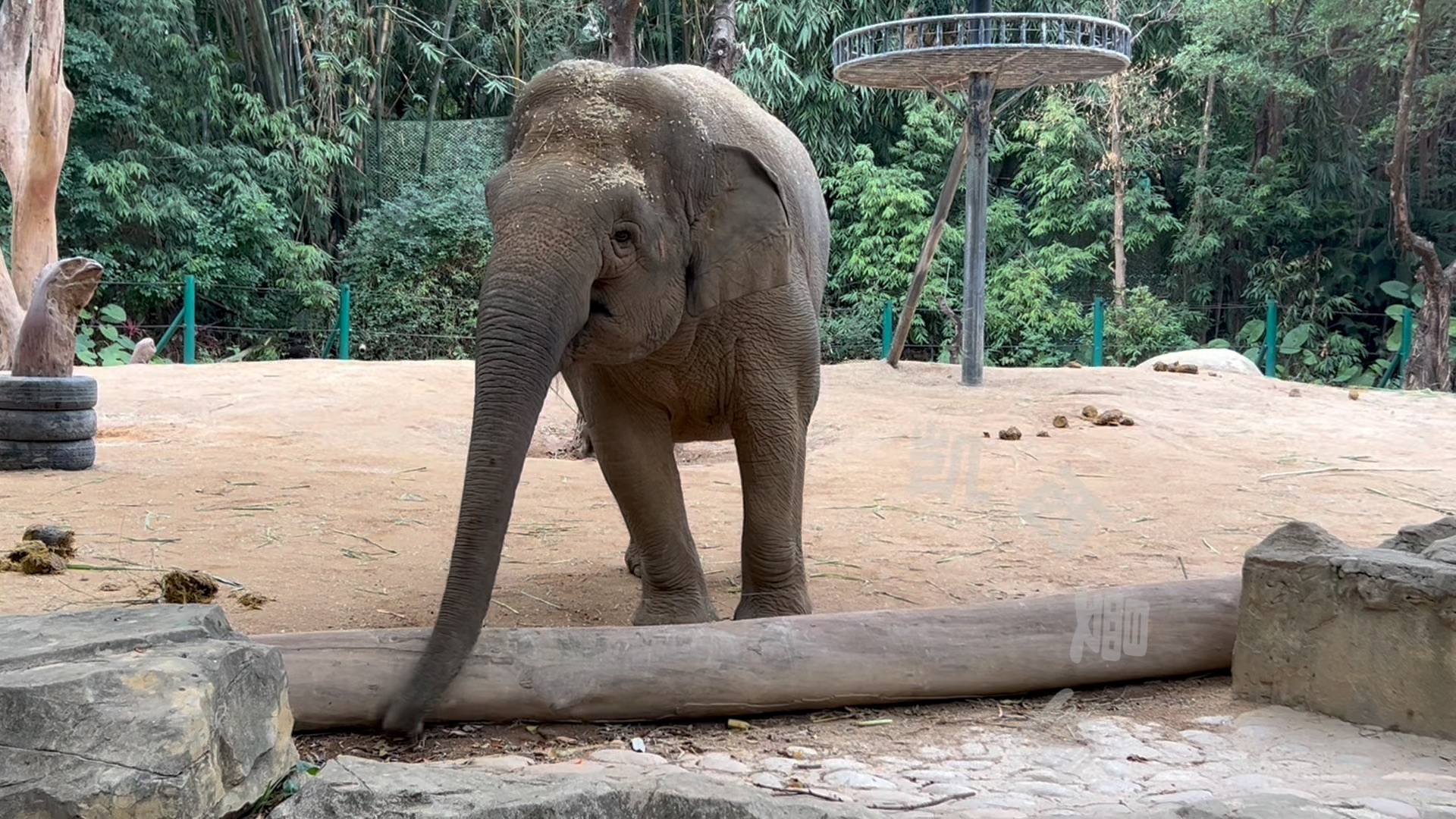 亞洲象 #長隆野生動物園 #大象朱莉 #大象隆隆 #去動物園可以找大象