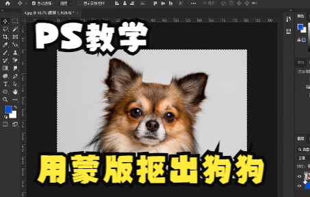 【PS教程】用图层蒙版快速抠出狗狗哔哩哔哩bilibili