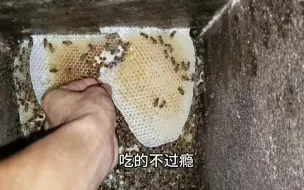 Скачать видео: 没赶上采蜜季的蜜蜂，偷块蜜吃（二）