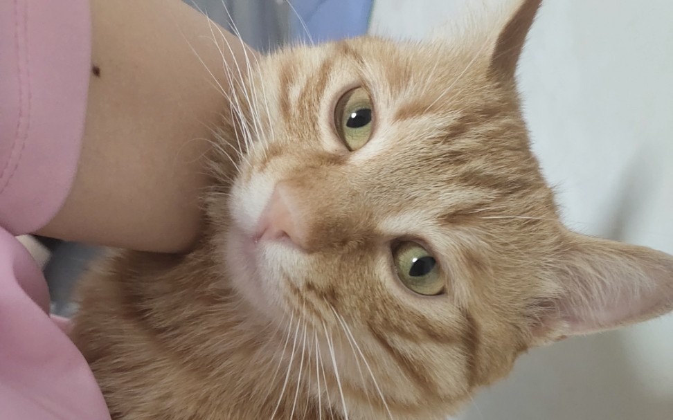 【橘猫】单手抱猫