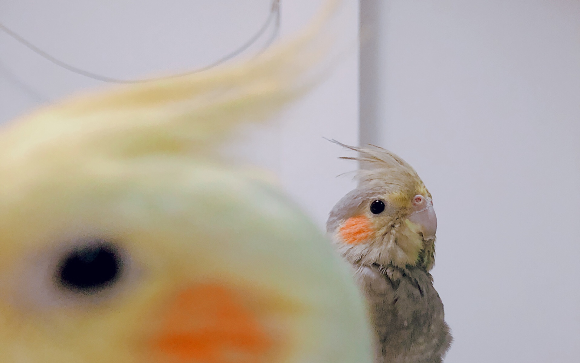 活动作品玄凤鹦鹉第一次学会吹口哨完全不在调上