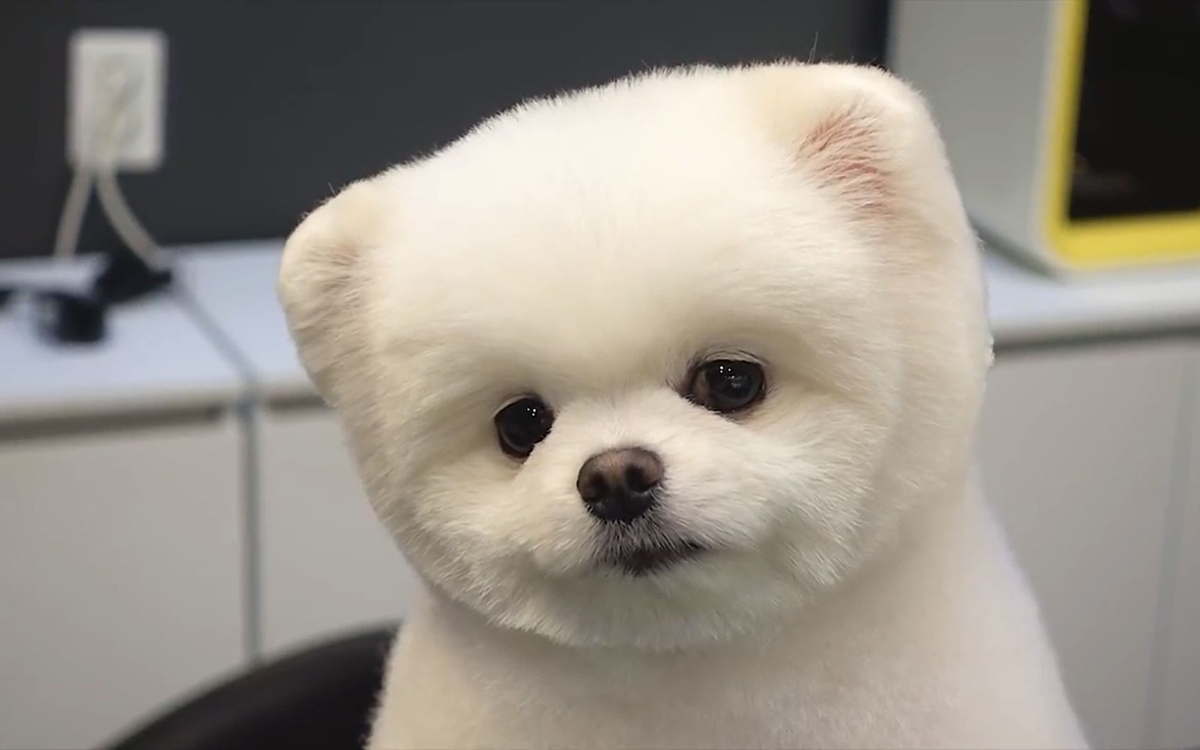 萌宠大变身!可爱博美乖乖剪毛