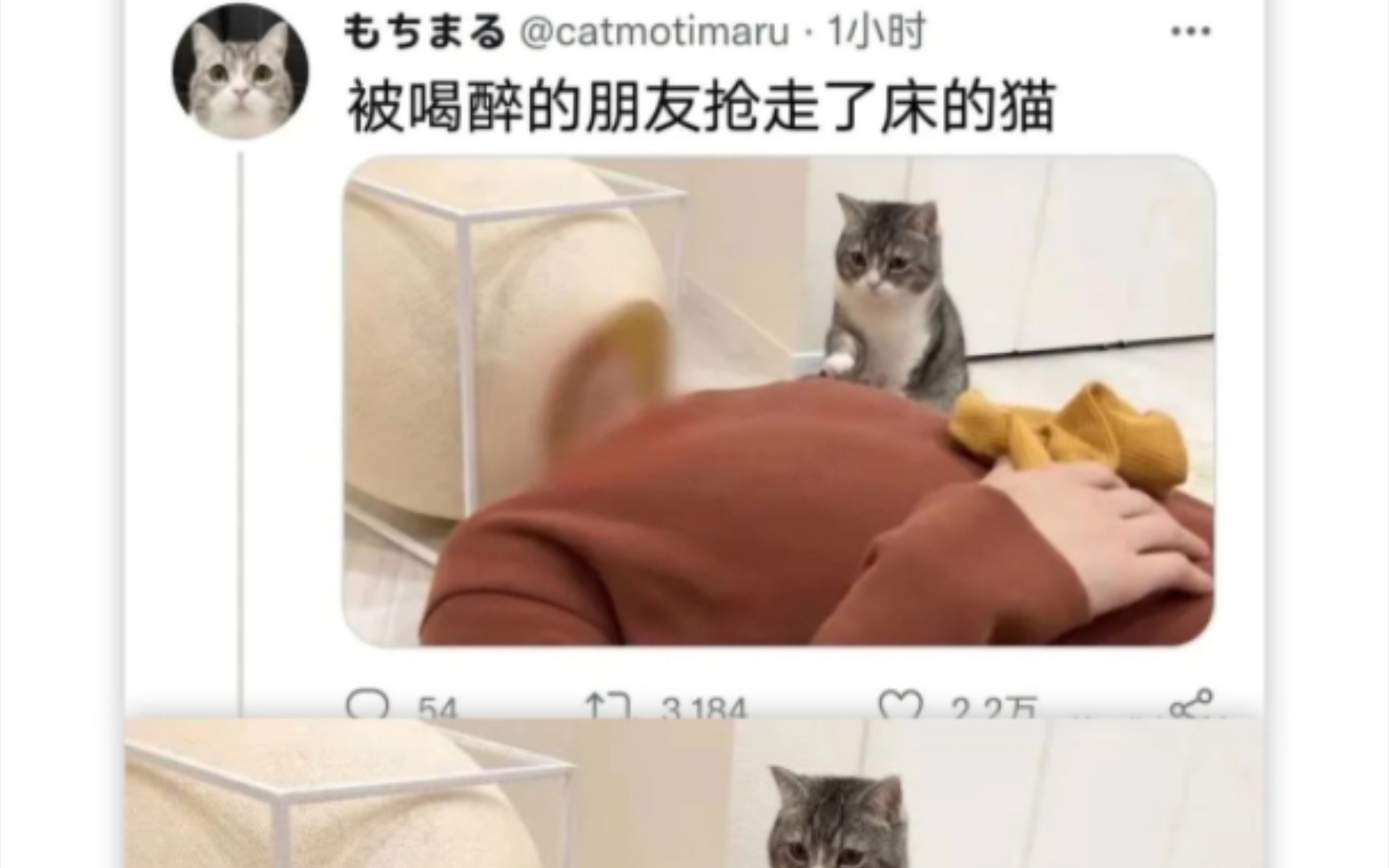 [图]每日沙雕之“猫：有狗，我不说是谁”