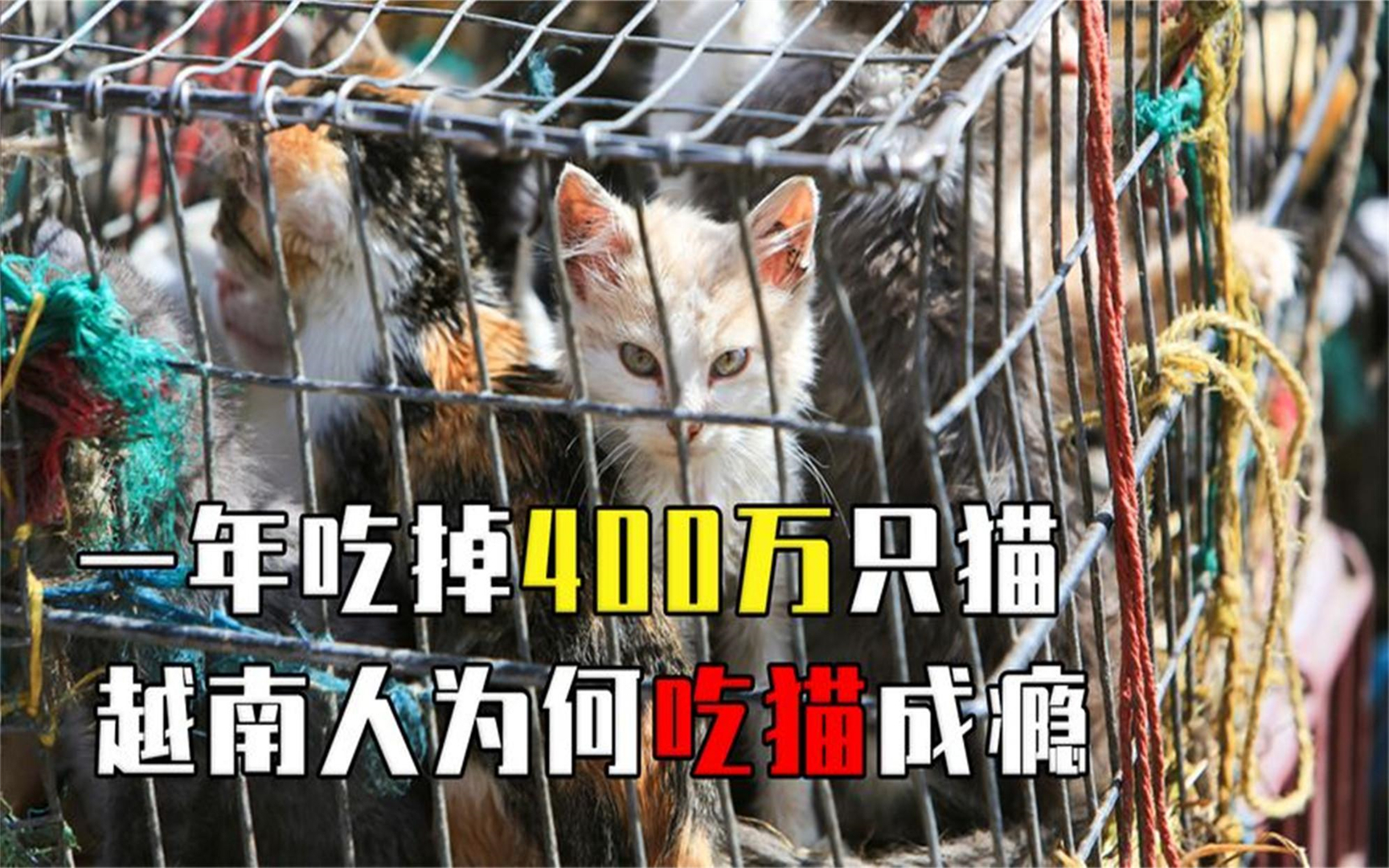 越南人爱吃猫肉,每年可吃400万只猫,为何中国人却很少吃?