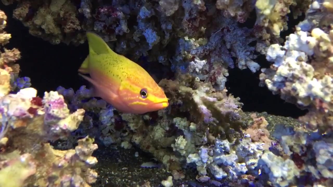 【海缸】一些稀有的深水魚