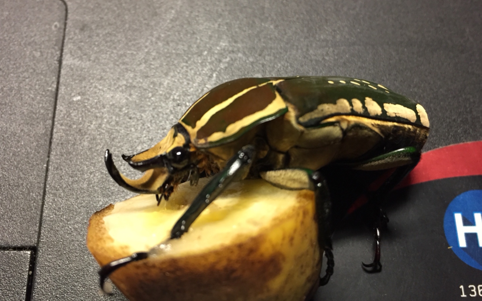 mp玻利梦菲斯花金龟飞行慢动作mp你不要快走开开