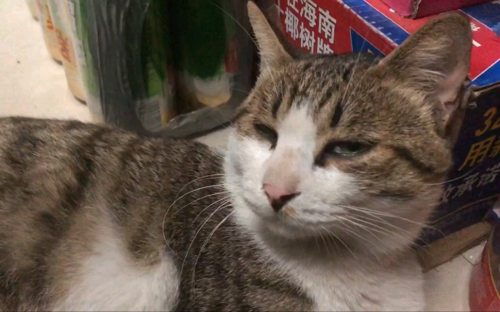 咪咪听到jjaltoon的lovecycle会发生什么