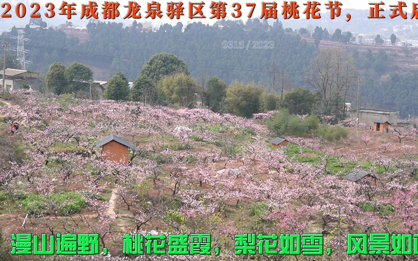 2023年 成都龙泉驿第37届桃花节正式开幕,漫山遍野,桃花盛开,梨花如雪,风景如画.吸引成千上万的游客每年纷纷到这里踏青赏花过节哔哩哔哩bilibili