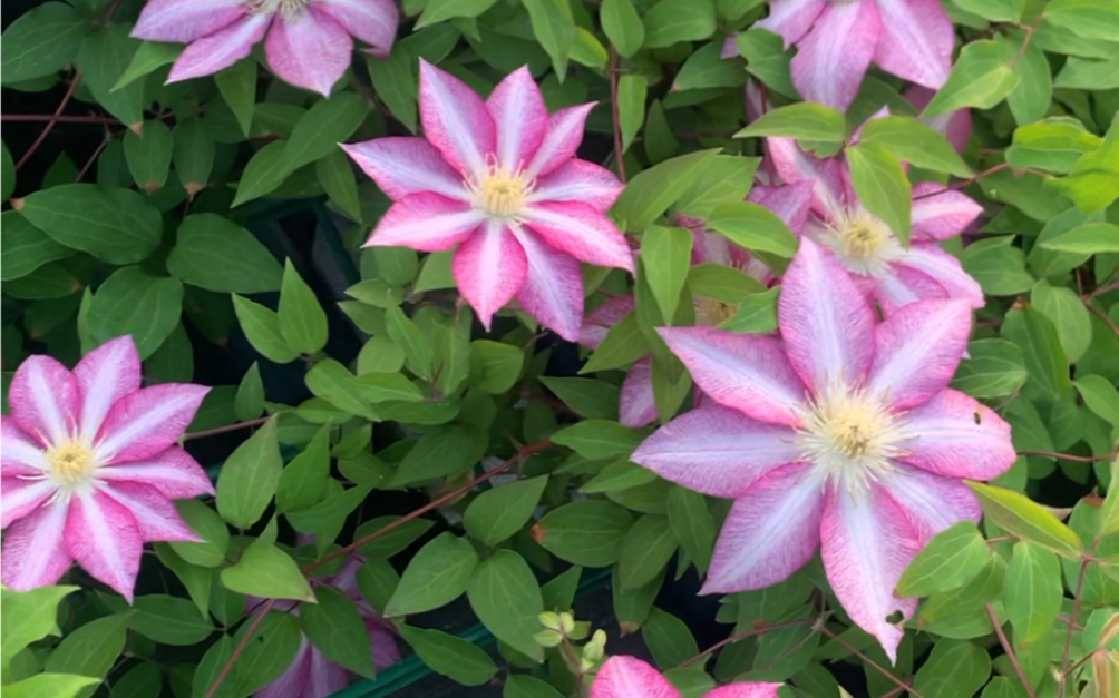 铁线莲 早花系列 八桥