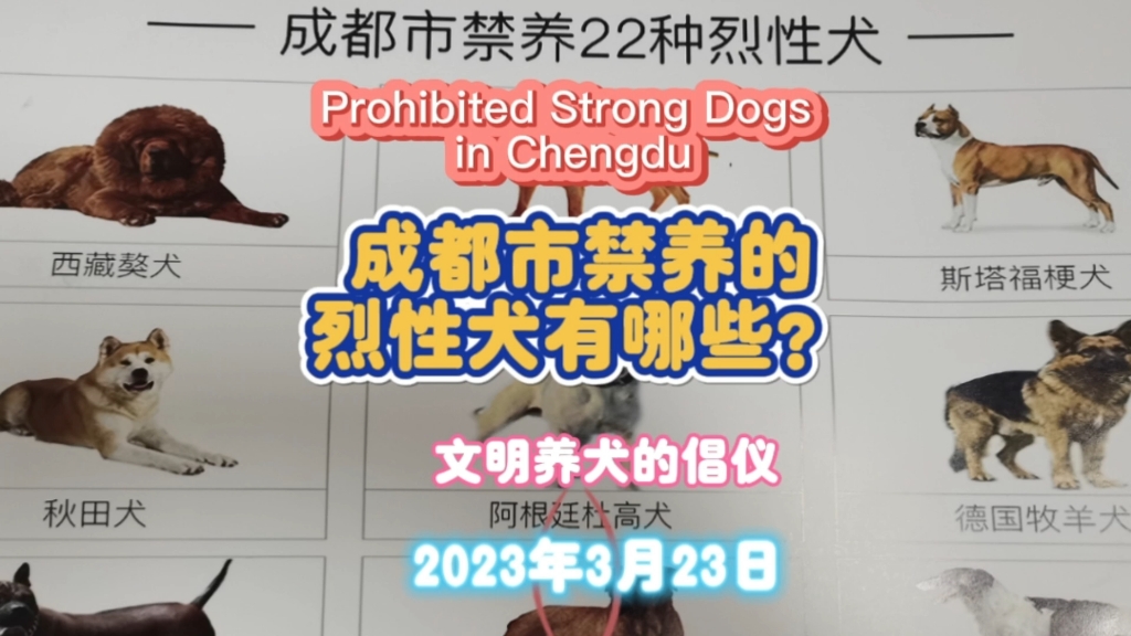 城市里有些猛犬是不准养的,文明养犬,看看成都禁养的烈犬有哪些哔哩哔哩bilibili