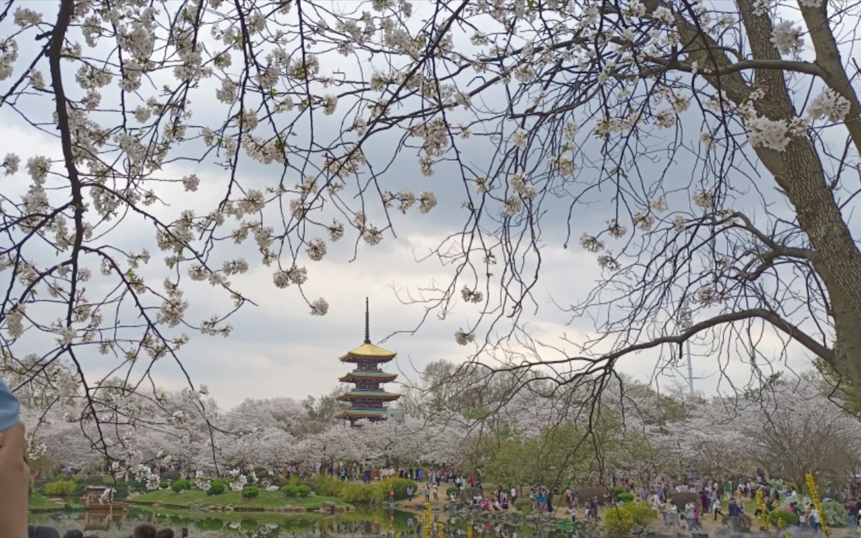 [图]春天和樱花🌸