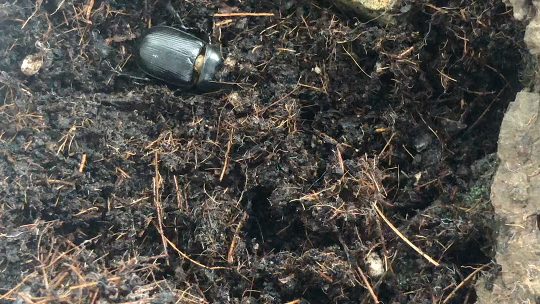 华晓扁犀金龟挖土