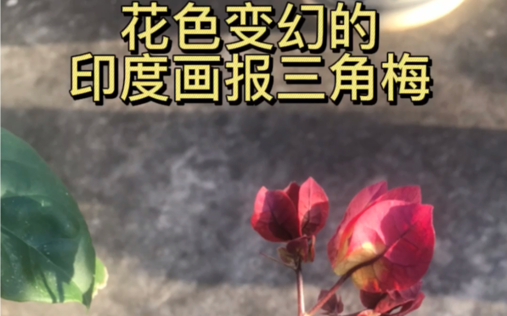 活动作品非常魔幻化的印度画报三角梅开花过程