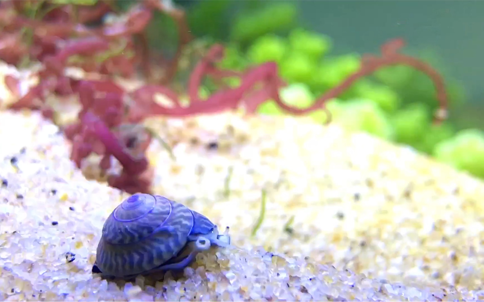 [翻砂螺]奔跑ing的翻砂螺