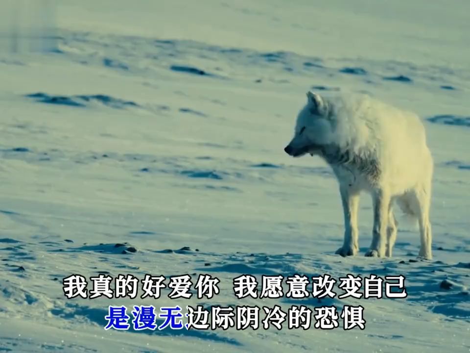 谭咏麟《披着羊皮的狼》