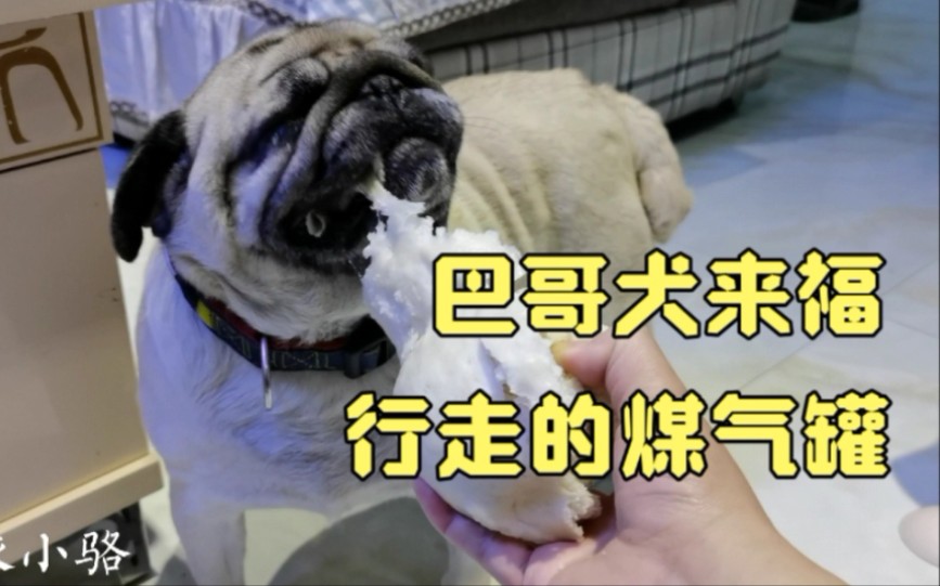 收养的巴哥犬来福太能吃!白面馒头可劲造!这体型如行走的煤气罐哔哩哔哩bilibili