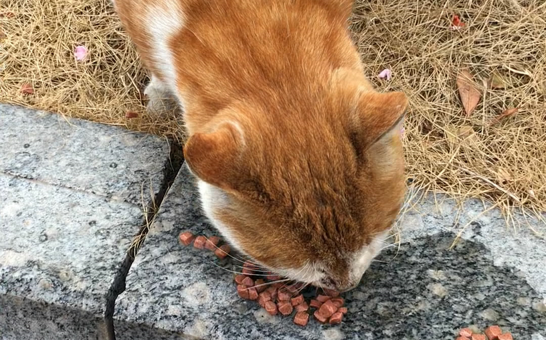 小区里的大黄猫发情了,赶紧喂点猫粮补充下体能