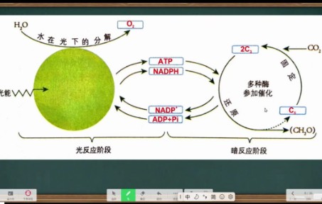 [图]微课：光合作用的过程及探索