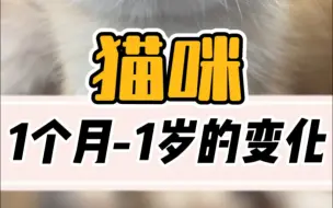 Download Video: 猫咪1个月-1岁的变化！