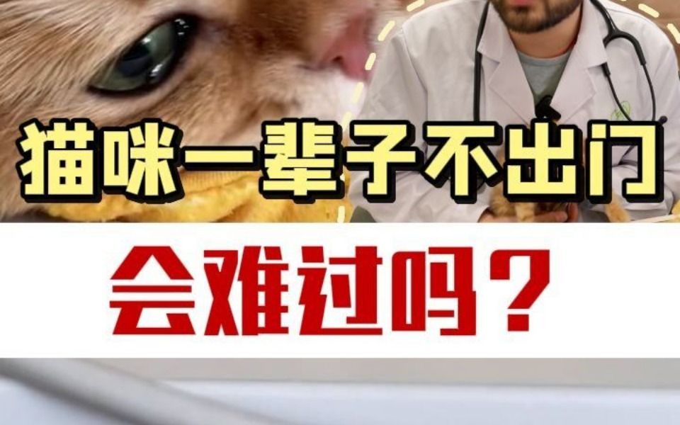 猫一辈子不出门意味着什么?哔哩哔哩bilibili