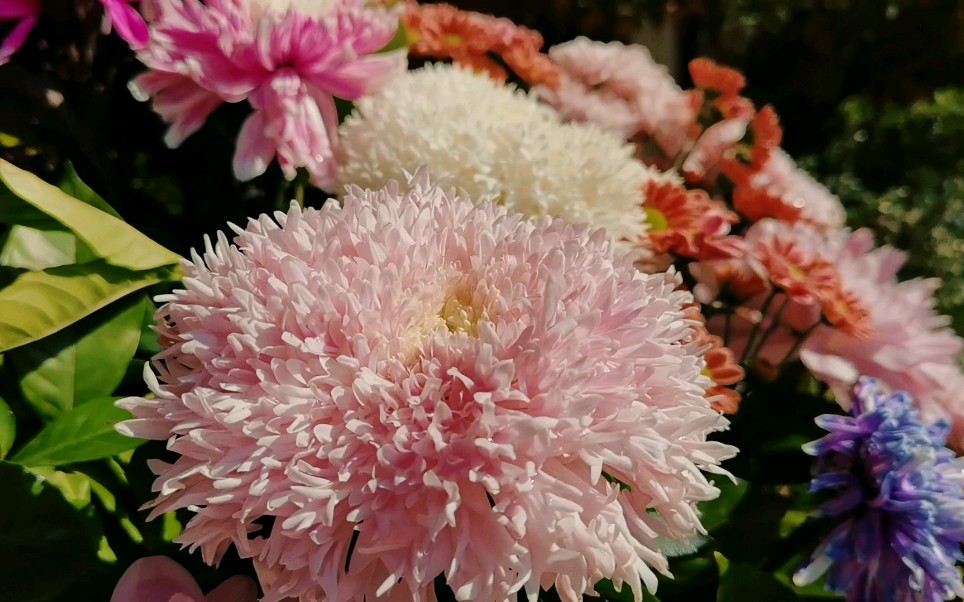 [图]到开封才知道菊花有这么多颜色，这菊城之名真不少白叫的