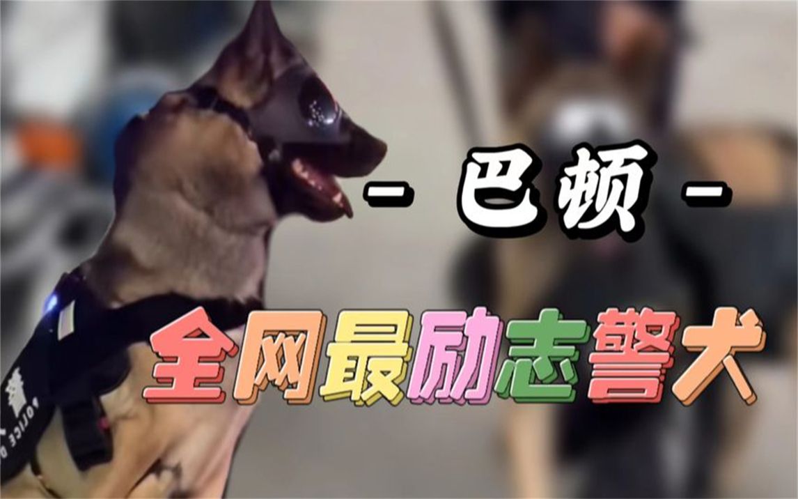 警犬巴顿怎么了图片