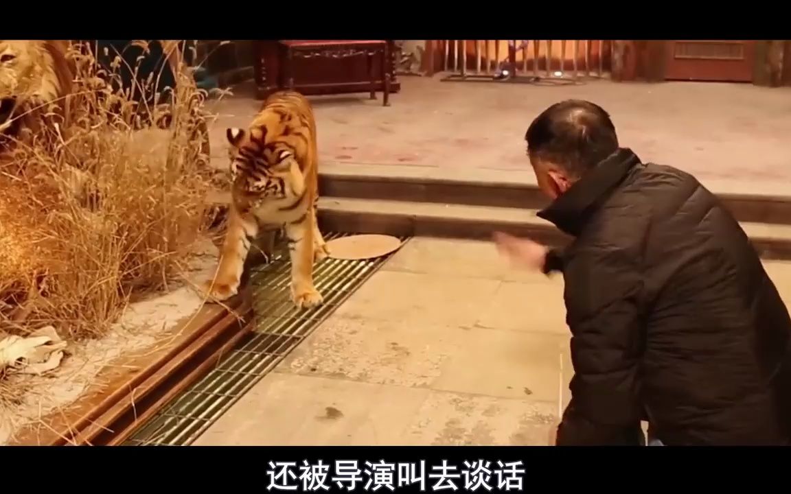 《阳光劫匪》幕后故事:老虎片酬力压马丽,还在剧组拆家!