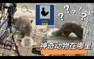 Download Video: 神奇动物——除了野猪，南京大学还有？