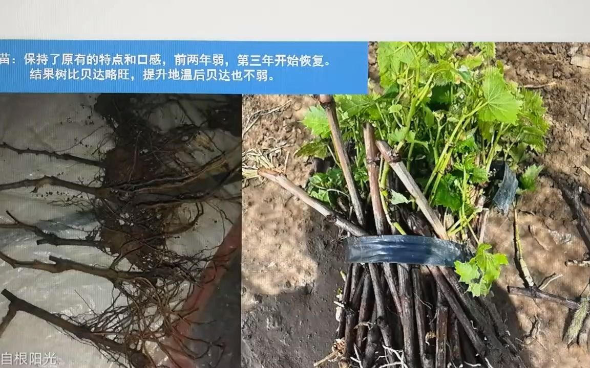 [图]8.阳光玫瑰个头，色泽，口感，早晚熟和砧木的关系