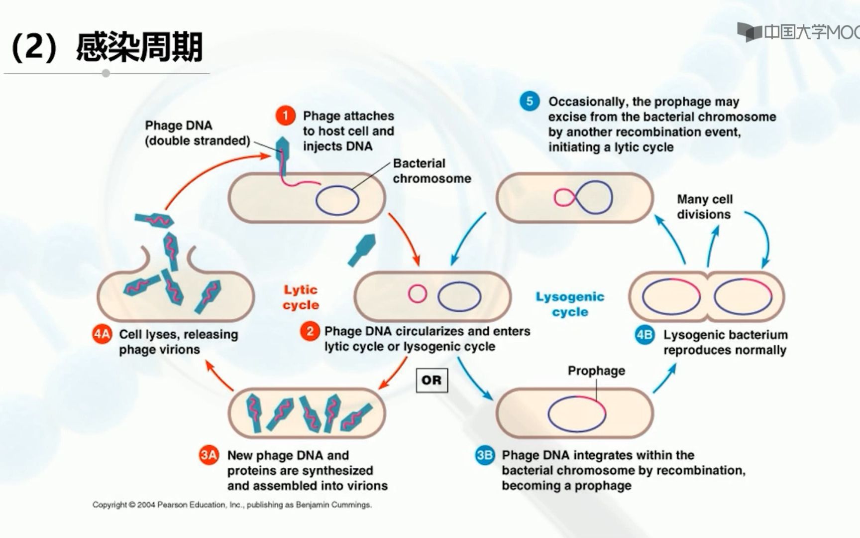 噬菌体、粘粒、人工染色体载体的功能、种类及应用哔哩哔哩bilibili