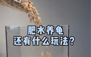 肥水养龟还有什么玩法？