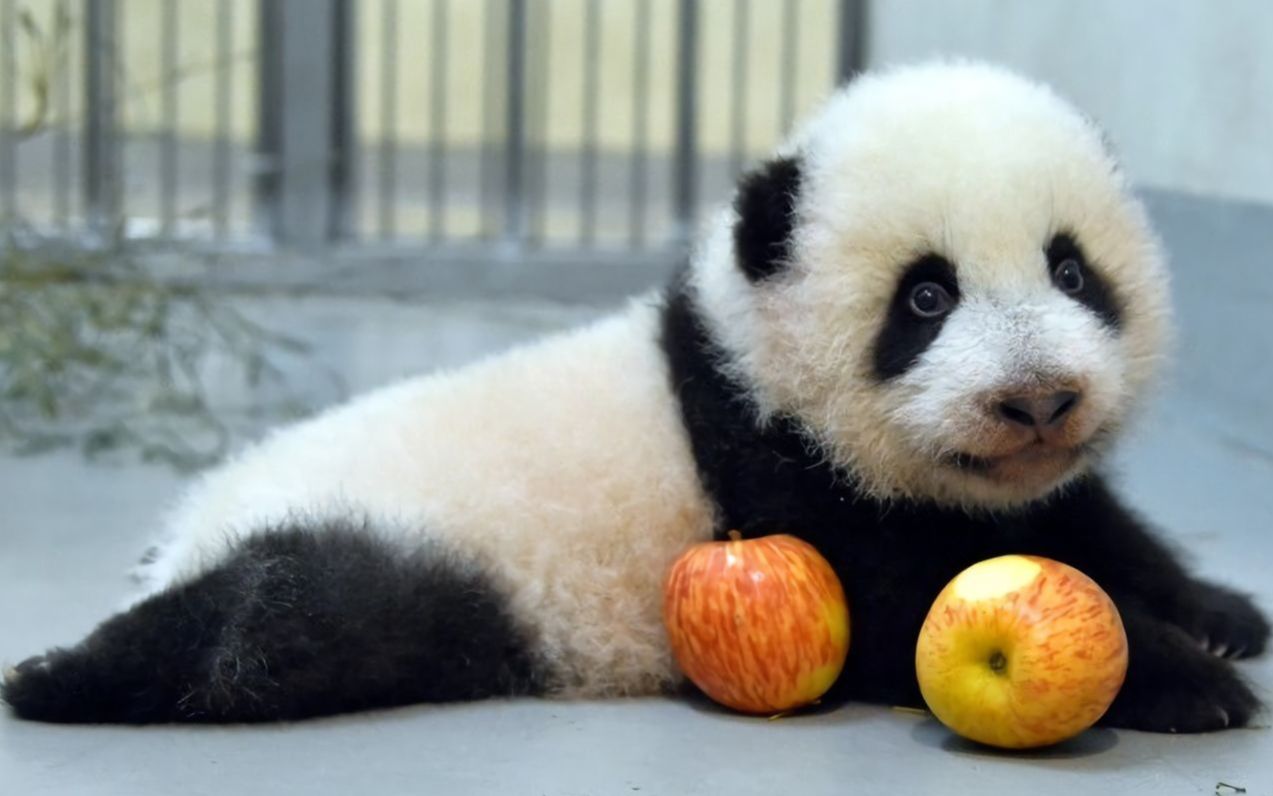 台北动物园新出生的熊猫"圆宝"体检很健康 _《中国新闻》cctv中文国际