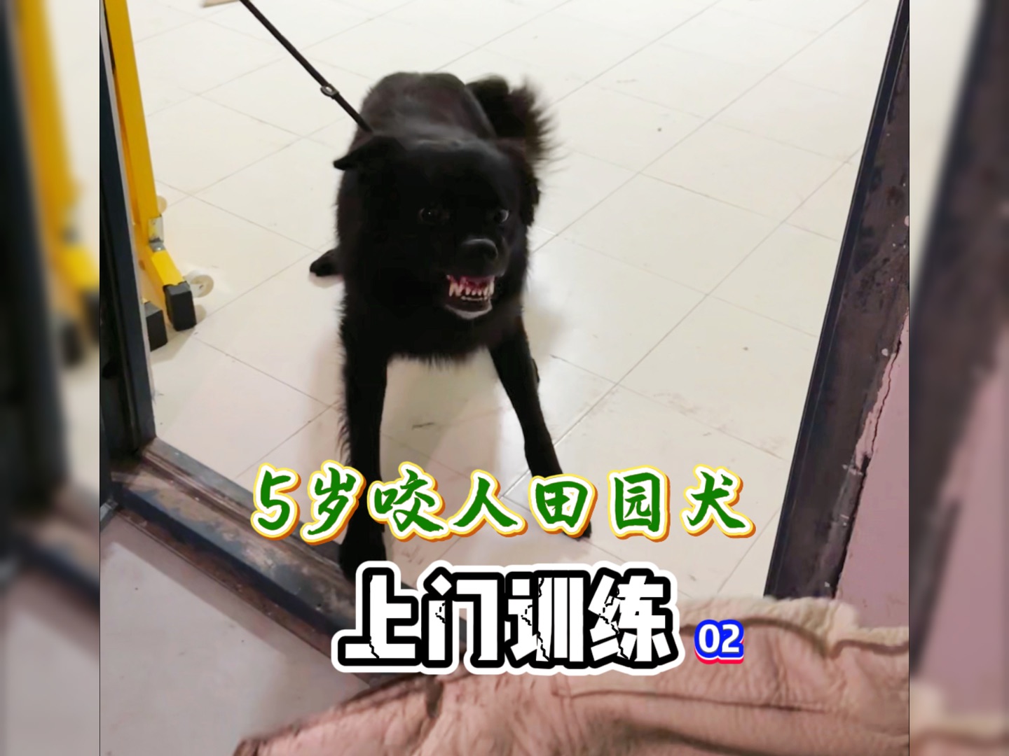 且看校长上门征服恶犬!哔哩哔哩bilibili