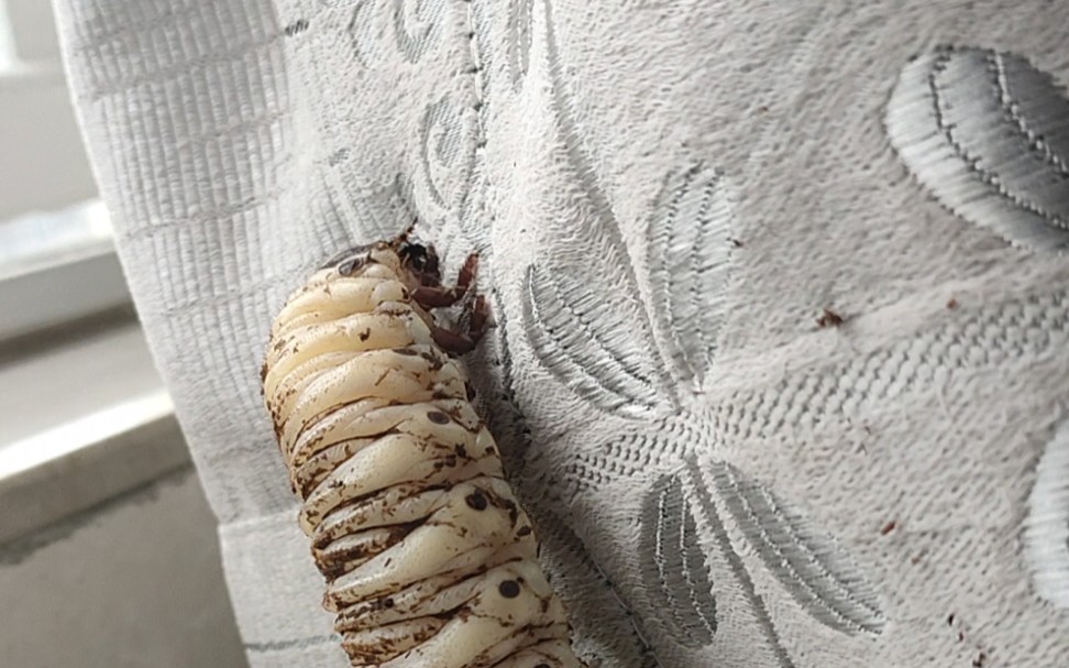  养虫日记volg4>肥大的虫子会爬窗帘!