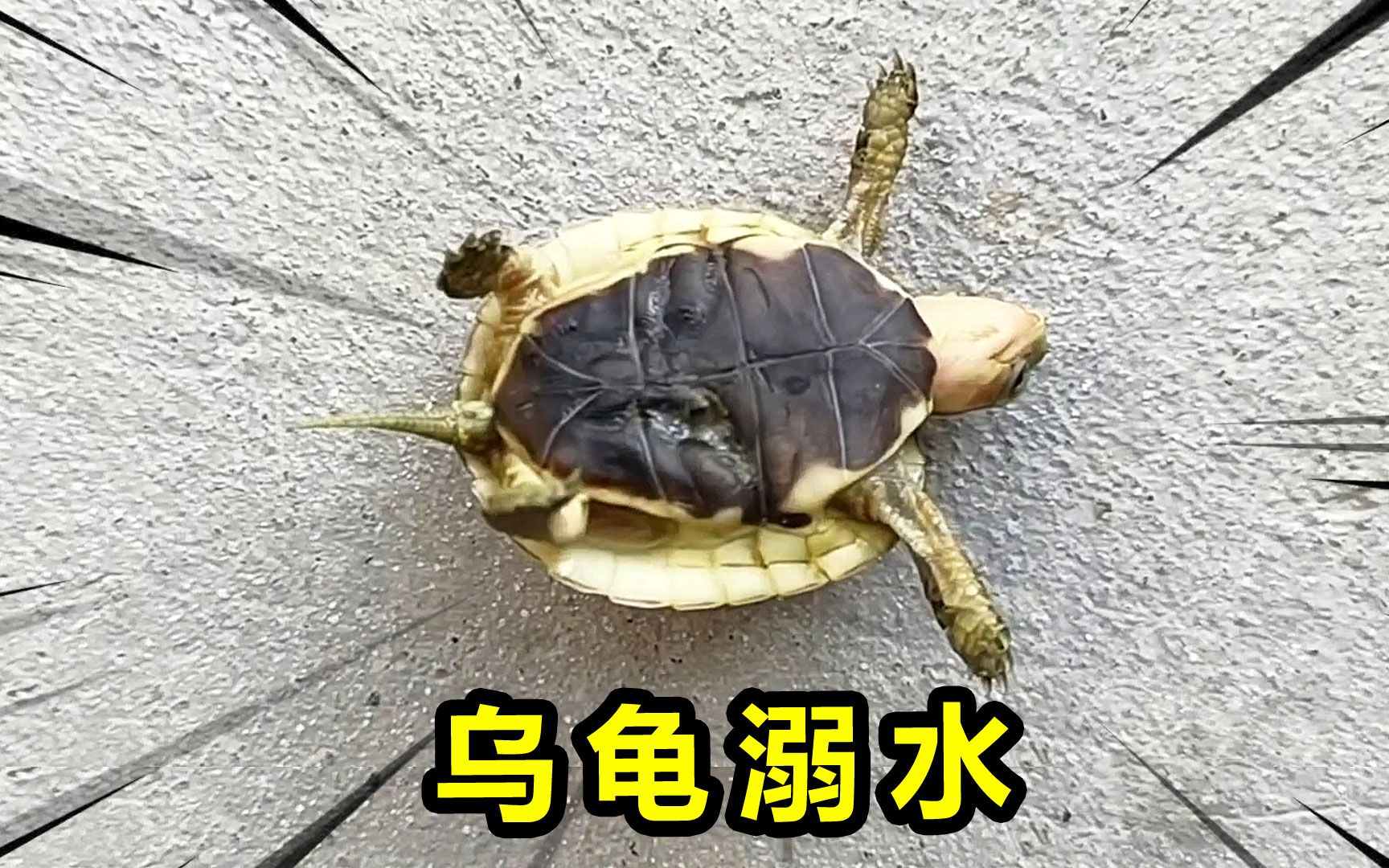小乌龟溺水了!四脚朝天死不瞑目?