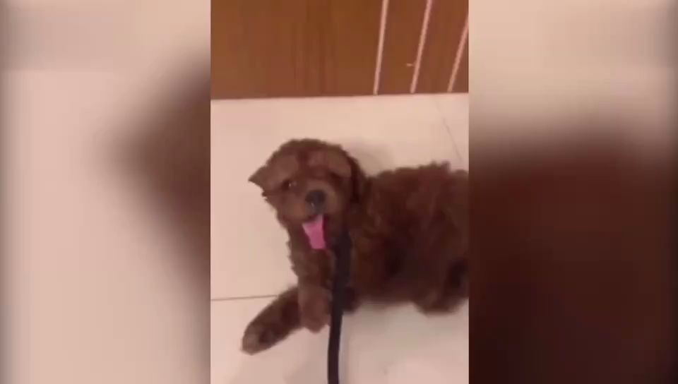 南通大学生被指点击虐狗