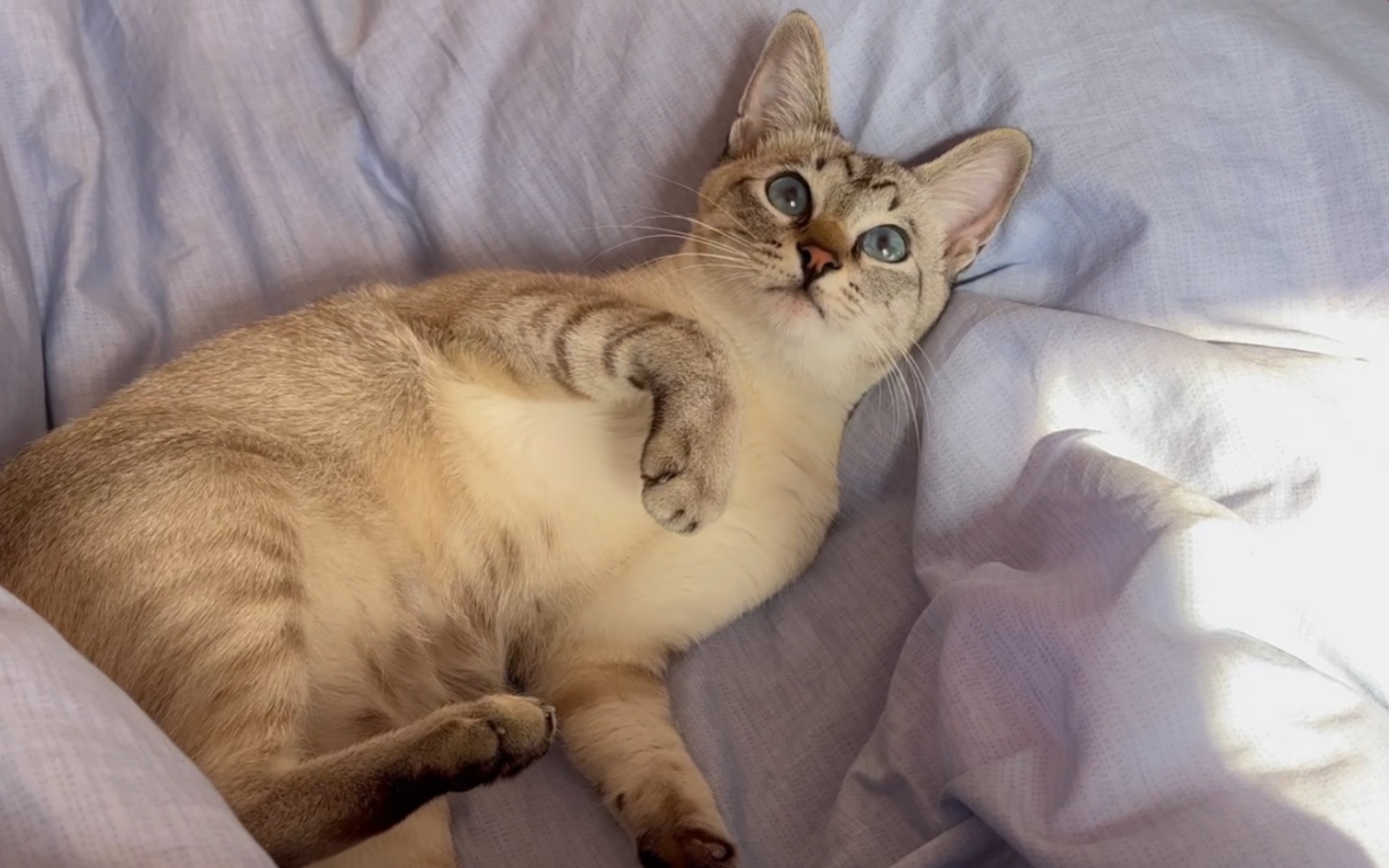 我家暹罗发疯实录