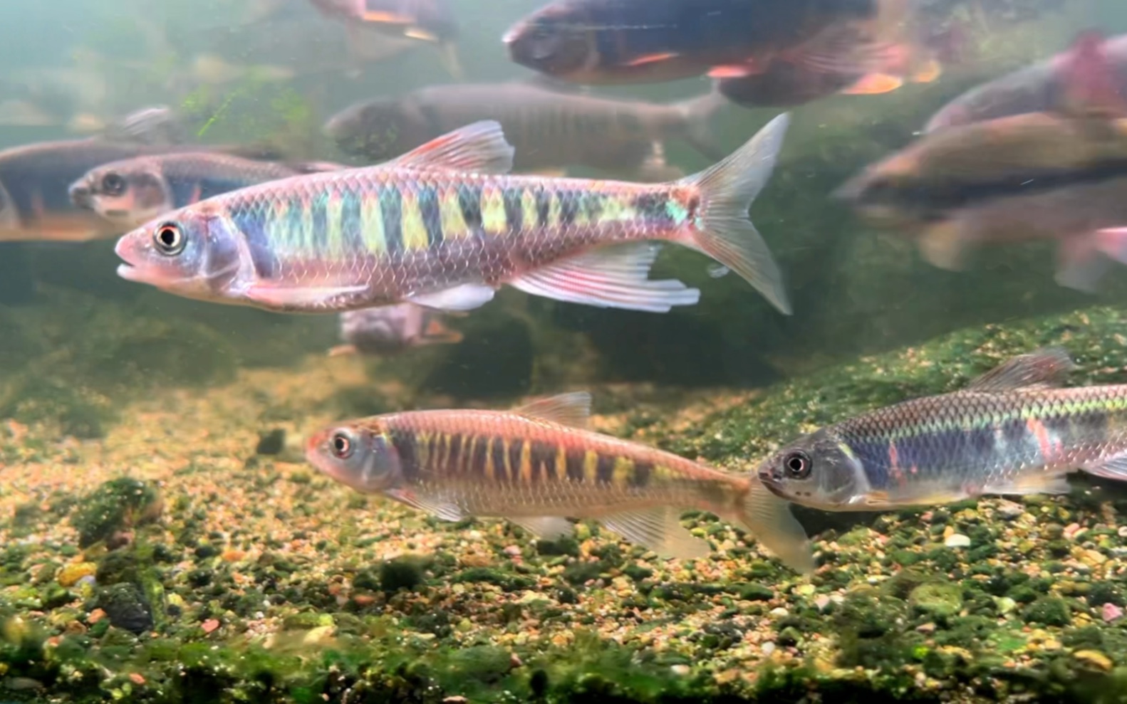 周末野钓长鳍鱲