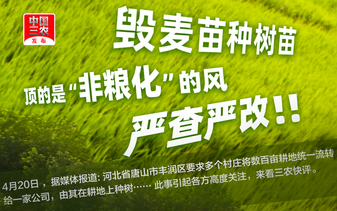 三农锐评:毁麦苗种树苗,顶的是“非粮化”的风,要严查严改哔哩哔哩bilibili