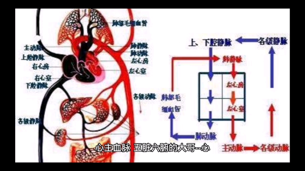 [图]藏象学说 心的功能