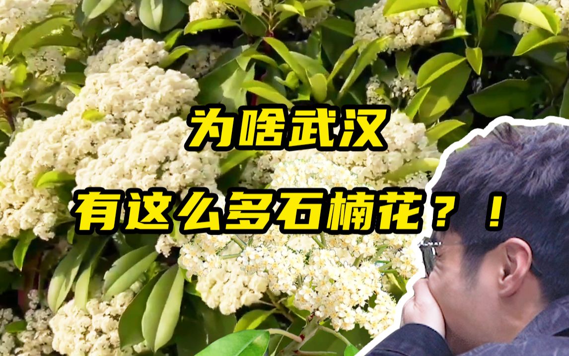 为啥武汉种了这么多石楠花?它的味道从何而来?“市花”石楠大揭秘哔哩哔哩bilibili