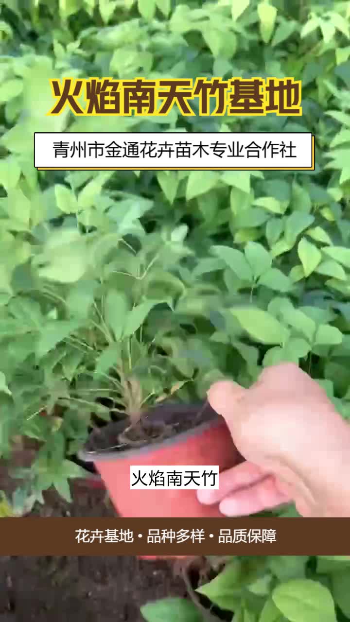 山西火焰南天竹小苗＂品种齐全,性价比高,金通供应,您的花园好帮手!＂确保每批草花,都经得起时间考验.哔哩哔哩bilibili