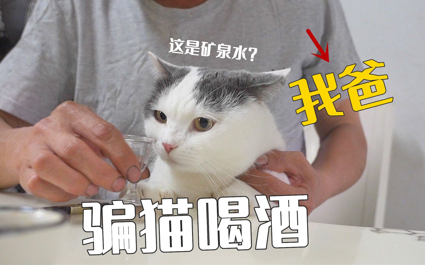 当我去泰国6天,把猫交给爸妈照顾-萌猫宝哥哥-萌猫宝哥哥-哔哩哔哩视频