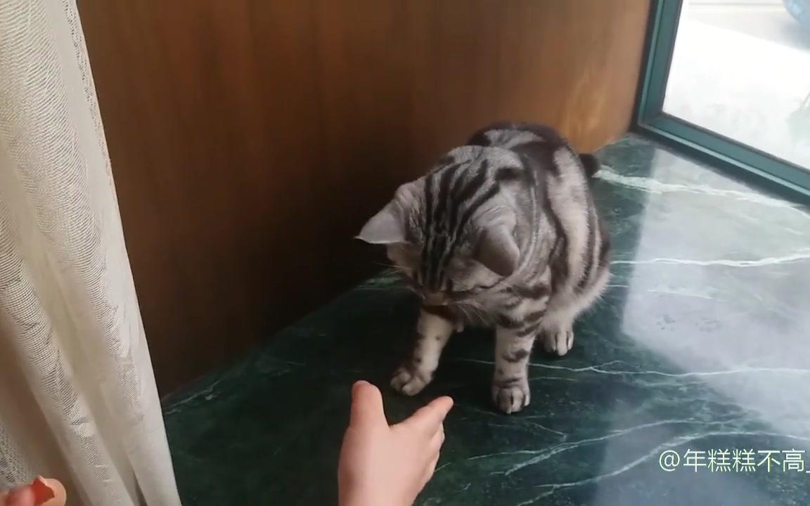 【美短小芋头】猫猫会握手?!为了零食失去尊严哔哩哔哩bilibili