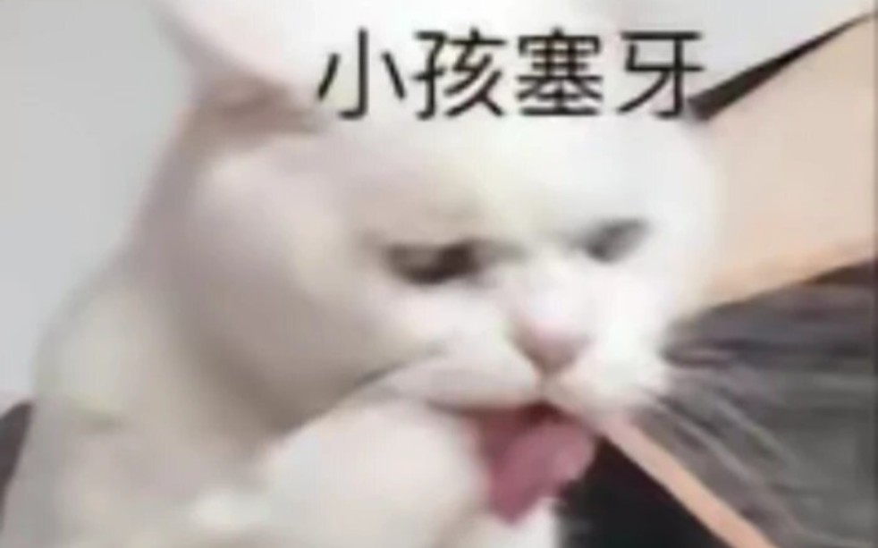 猫猫表情包第十一期