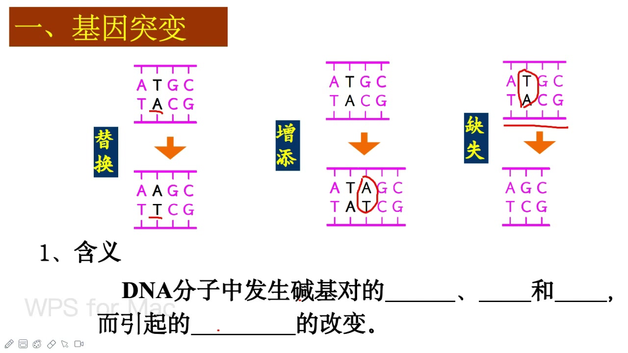 第五章第一節基因突變與基因重組