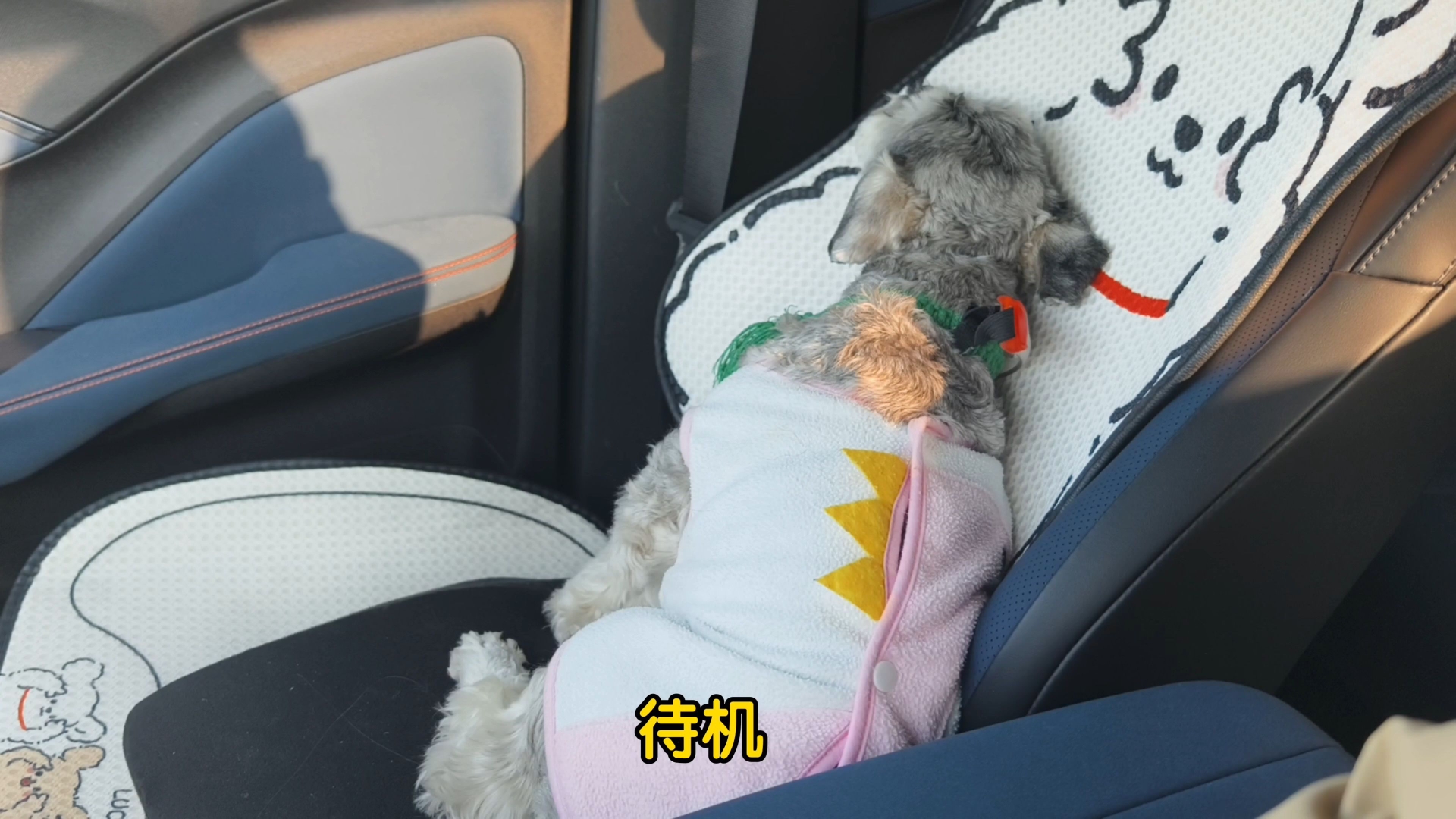 带狗值班之元旦!我命比黄莲苦啊(tʌt)